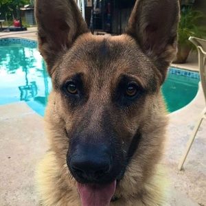 Meet your Posher, Iris